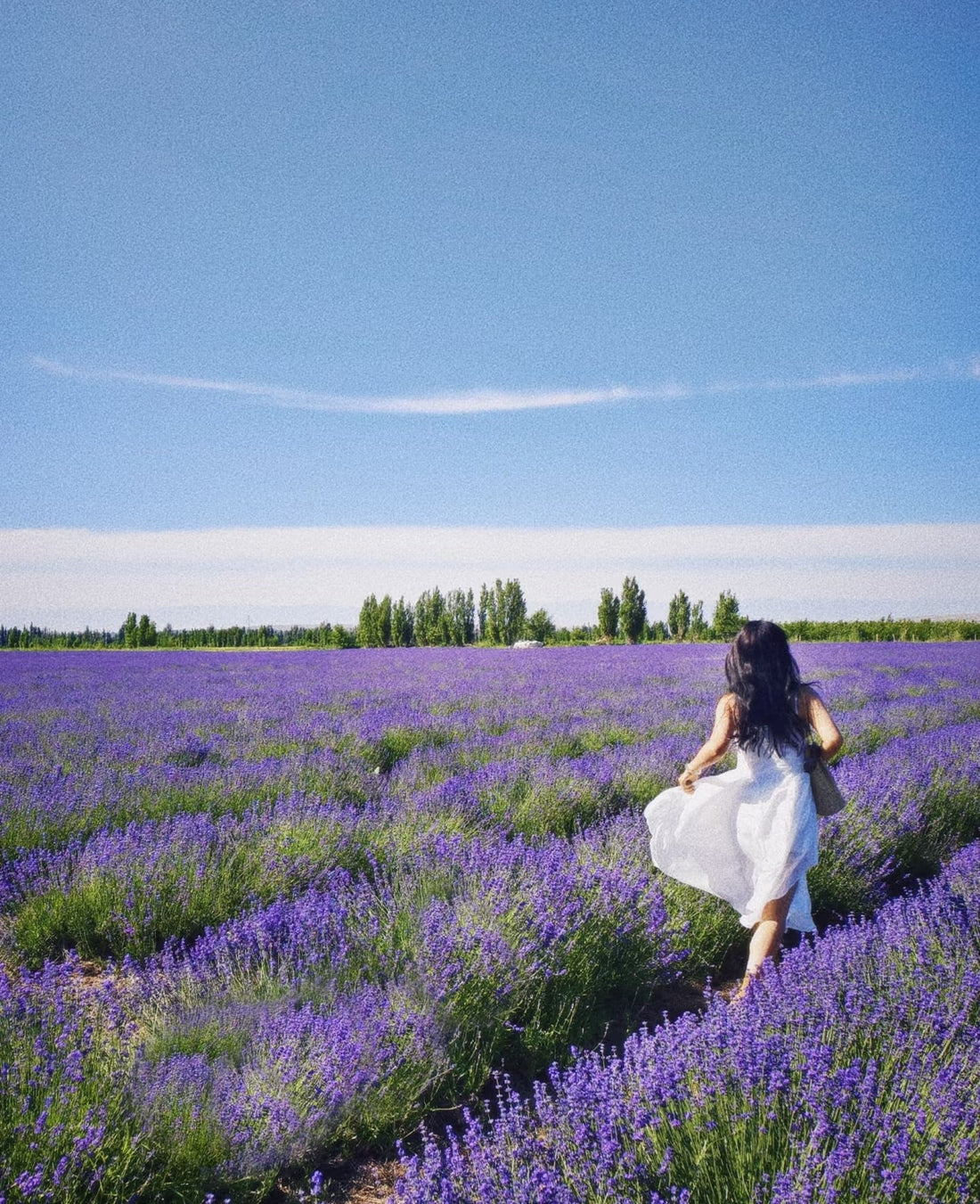 Lavender: The Natural Source of Relaxation